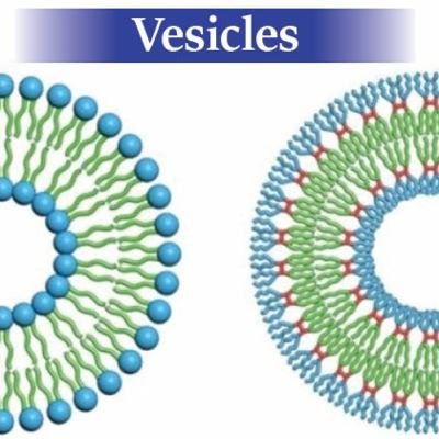 Vesicles | ভেসিকলস #storiesinbiology