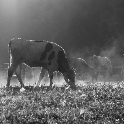 Ep.29 冬の入り口で話すこと。ジングルと腹巻きと、一年のこと。