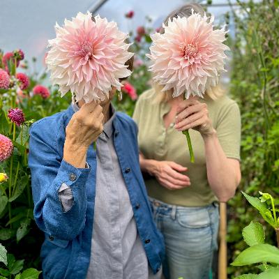 Start Growing, Stay Growing, Dahlias