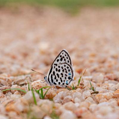 syndae - episode 771 syndae - episode 771