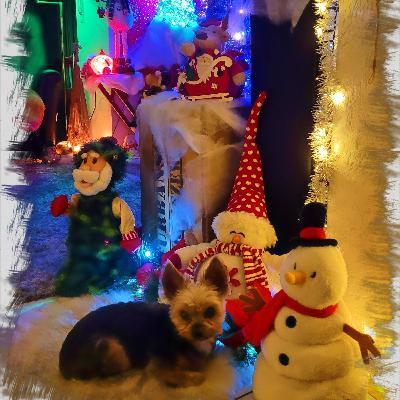 Christmas Preparation Shorty | Weihnachts•Vorbereitungs •Shorty