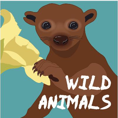 Waffles - the hyena who climbed the social ladder