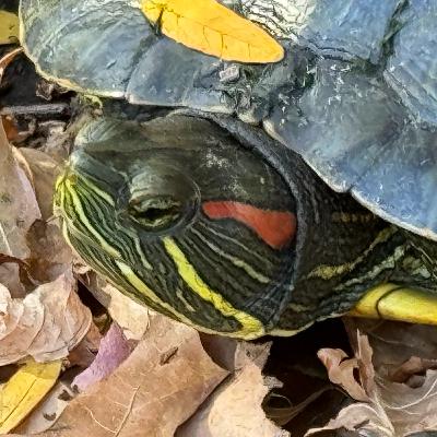 Mostly Good Environmental News Mostly Good Environmental News