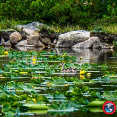 Happy Hiking: Basin Lakes Trail