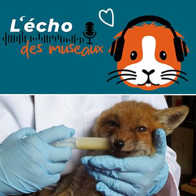 11. Panse bêtes, au secours de la faune sauvage