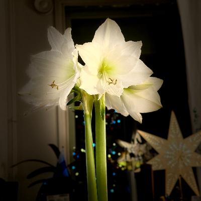 Lux Helsinki 2026: “Stop Time!” — A winter walk through light