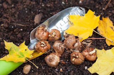 4 ways to keep burrowing rodents from ruining your flowering bulbs
