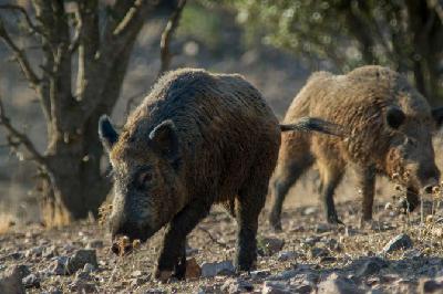 El sector carni, sobre la pesta porcina: "Necessitarem temps per avaluar l'impacte econòmic"