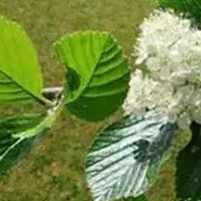 Naturefile - Irish Whitebeam