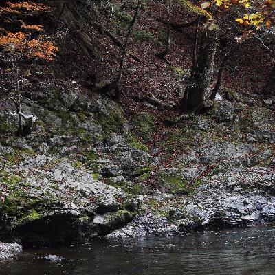 Gentle Stream in Autumn, Ashiu Forest, Kyoto, Japan. (15 min)