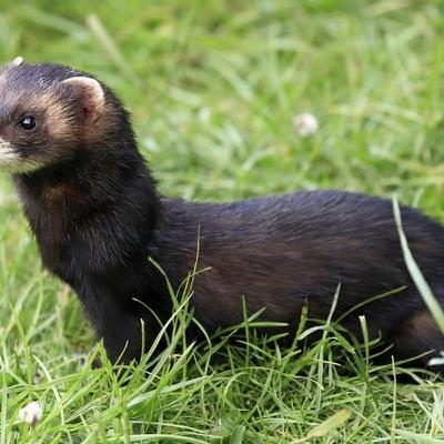 Rathlin Island eradicates its Feral Ferrets