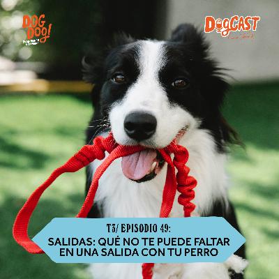 Salidas: qué no te puede faltar en una salida con tu perro