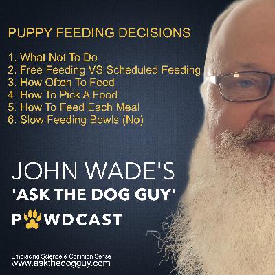 Puppy Feeding - How, What, Etc. Do’s And Don’ts - A New Puppy Owner’s Guide Puppy Feeding - How, What, Etc. Do’s And Don’ts - A New Puppy Owner’s Guide