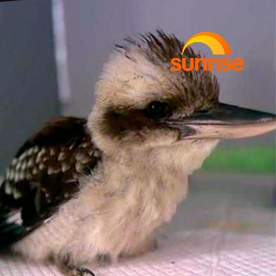 Kookaburra miraculously survives after found choking on shoelace Kookaburra miraculously survives after found choking on shoelace