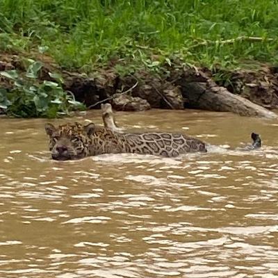 Wild Cats, Wetlands and Waffling Politicians - Save Our Planet!