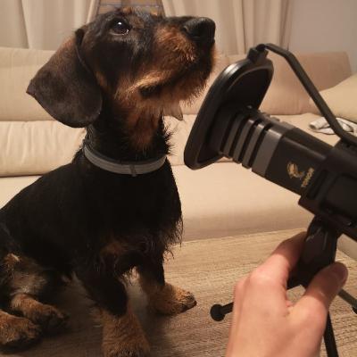 The Rise of Manchester City "Glory Days For The Waifs And Strays"