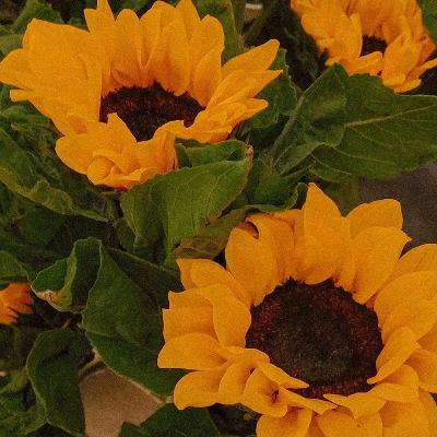 撒哈拉的故事004:还俗而已📿 撒哈拉的故事004:还俗而已📿