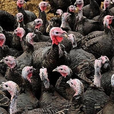 Tús Áite: Fliú na nÉan