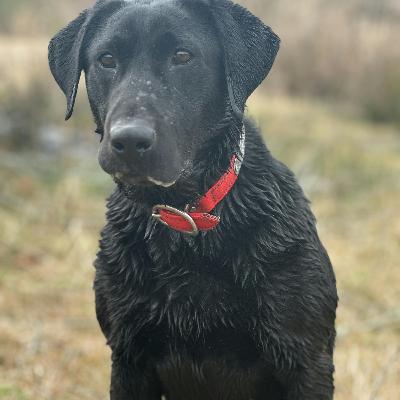 A Retriever Training Trifecta