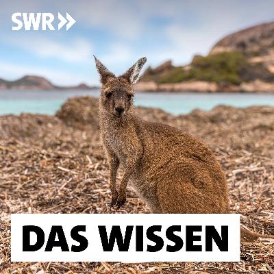 Buschfeuer in Australien – Wie sich Natur schnell erholen kann