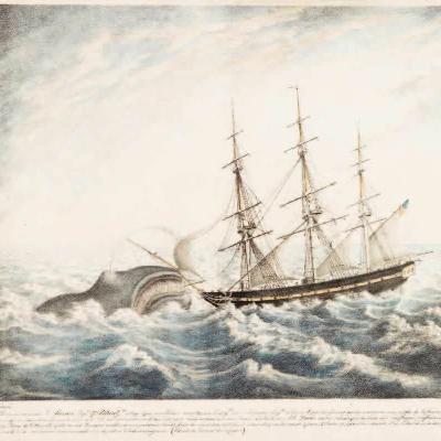 Episode 94: The REAL Moby Dick