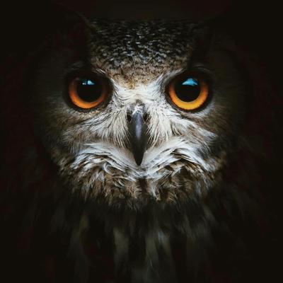 De uil van Boeddha vertelt ons over een leven zonder illusie en lijden.