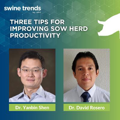 #SHORTS: Three tips for improving sow herd productivity - Dr. David Rosero