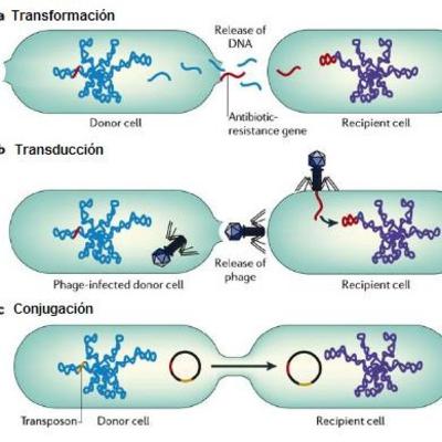 Bacterias Regalo de Genes
