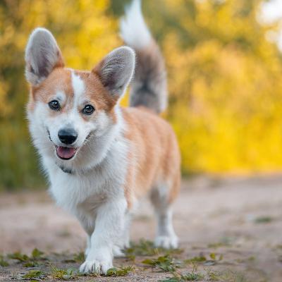 A Creeping Threat! The Emergence of Echinococcus multilocularis as a Zoonotic Disease in the U.S A Creeping Threat! The Emergence of Echinococcus multilocularis as a Zoonotic Disease in the U.S