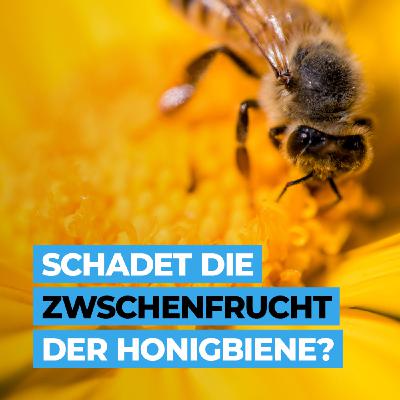 Ist die Zwischenfrucht schlecht für die Biene?