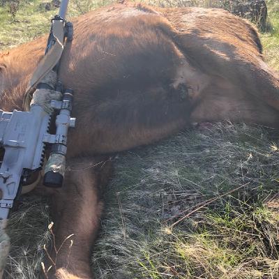 Bolt Gun University pt 2 - Triggers Safeties Muzzles - Guide to Practical Bolt Actions Bolt Gun University pt 2 - Triggers Safeties Muzzles - Guide to Practical Bolt Actions