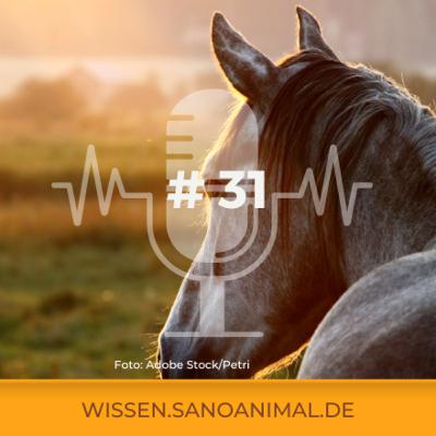 Sanoanimal Podcast #31 – Woran erkennt man gutes Mineralfutter?