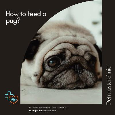 How to feed a pug?