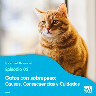 Gorditos y bonitos: Cómo cuidar a un gato con sobrepeso