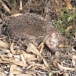 Episode 11 Invasive quills and fingers Episode 11 Invasive quills and fingers