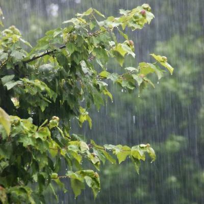 လင်းနီညို - မိုး