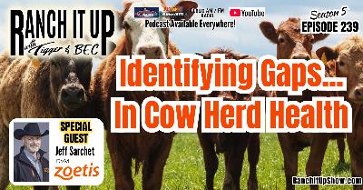 Is Your Cowherd Vaccination Program Missing The Mark?