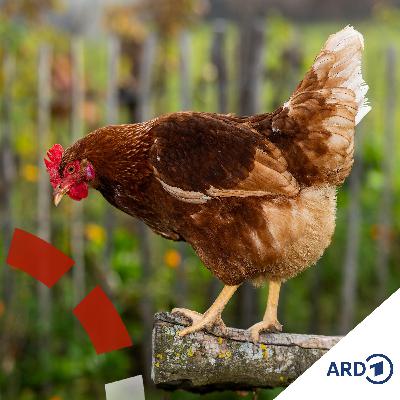 Warum mehr Bio im Supermarkt bei uns kaum was ändert