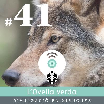 41 | El llop: de protegit a perseguit