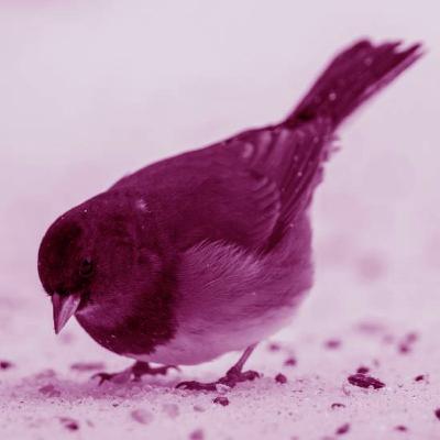 מה אכפת לציפור