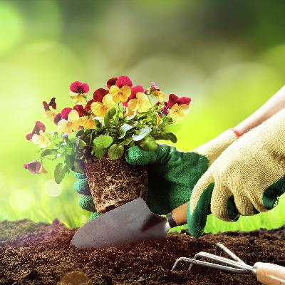 HET ONS NOG GROEN VINGERS? deur Tharien Oosthuizen