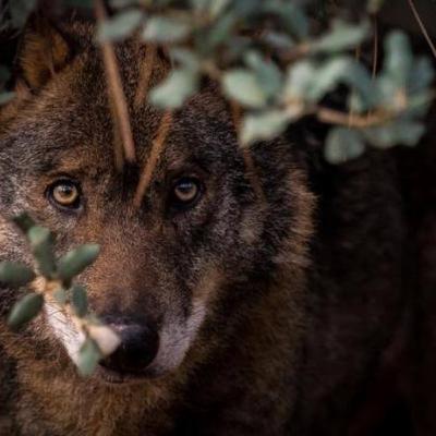 Episódio 2 Alva lebre Lobo avermelhado