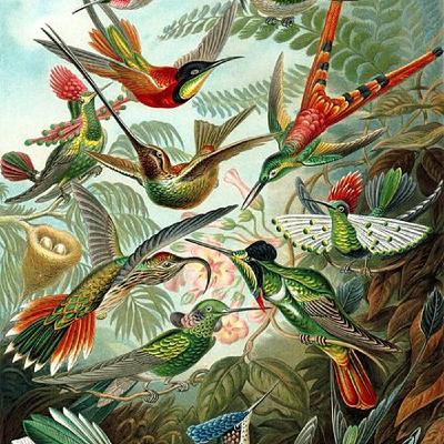 The Hummingbird Reality