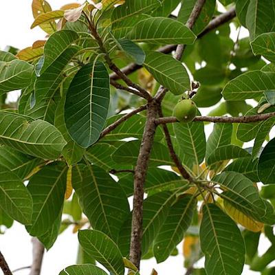 #12 - Mahua Tree / Madhuca longifolia