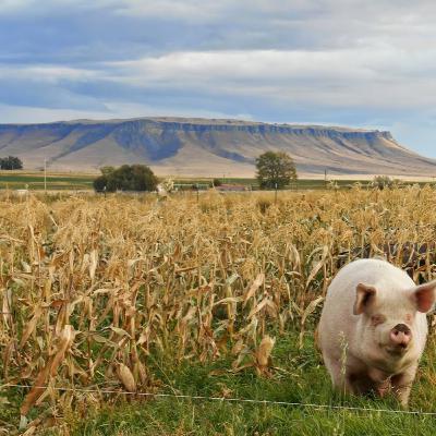 Eric Bergman - Groundworks Farm - Great Falls, MT