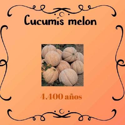CUCUMIS MELO
