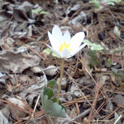 Into the Thicket, Building Our Small House Part 2