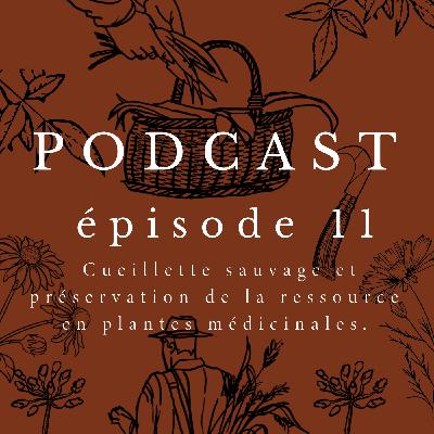 RENCONTRE : Cueillette sauvage et préservation de la ressource en plantes médicinales avec Jessica Blum & Thomas Echantillac