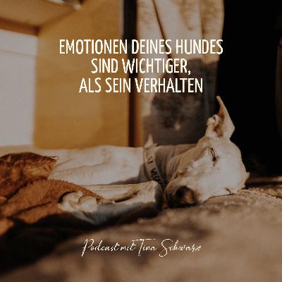 Emotionen deines Hundes sind wichtiger, als sein Verhalten Emotionen deines Hundes sind wichtiger, als sein Verhalten