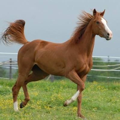 Encefalite Equina Leste, Oeste e Venezuelana - Clínica Médica de Equinos